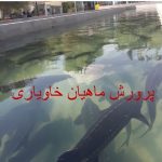 آموزش و پرورش ماهیان خاویاری جامع ترین نسخه