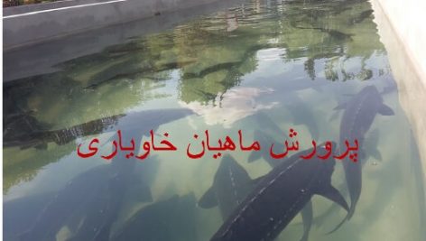 آموزش و پرورش ماهیان خاویاری جامع ترین نسخه