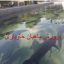 آموزش و پرورش ماهیان خاویاری جامع ترین نسخه