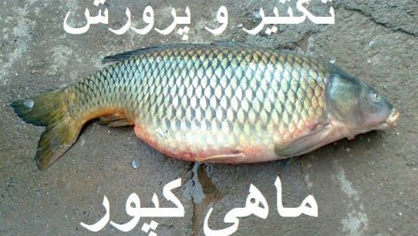 تکثیر و پرورش ماهی کپور جدیدترین و کاملترین نسخه آموزشی
