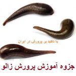 جزوه آموزشی پرورش زالو در ایران جامع ترین و کامل ترین نسخه