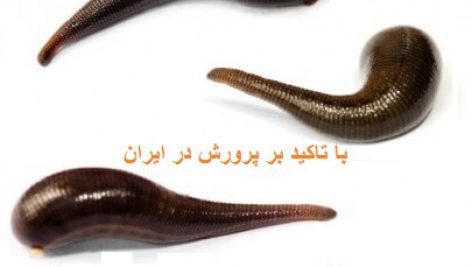 جزوه آموزشی پرورش زالو در ایران جامع ترین و کامل ترین نسخه