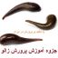 جزوه آموزشی پرورش زالو در ایران جامع ترین و کامل ترین نسخه