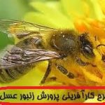 طرح توجیهی پرورش زنبور با ظرفیت 700 کندو جامع ترین و کاملترین