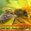 طرح توجیهی پرورش زنبور با ظرفیت 700 کندو جامع ترین و کاملترین