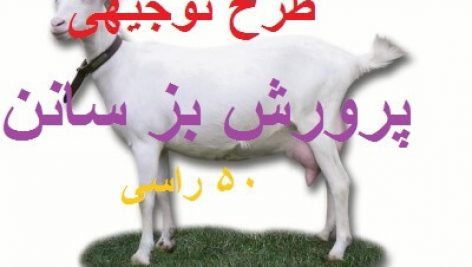 پرورش بز سانان کامل ترین و جامع ترین نسخه