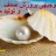 طرح توجیهی پرورش صدف و تولید مروارید کامل ترین و جامع ترین