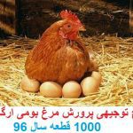 طرح توجیهی پرورش مرغ بومی جامع ترین و کامل ترین