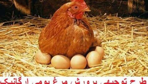 طرح توجیهی پرورش مرغ بومی جامع ترین و کامل ترین