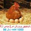 طرح توجیهی پرورش مرغ بومی جامع ترین و کامل ترین