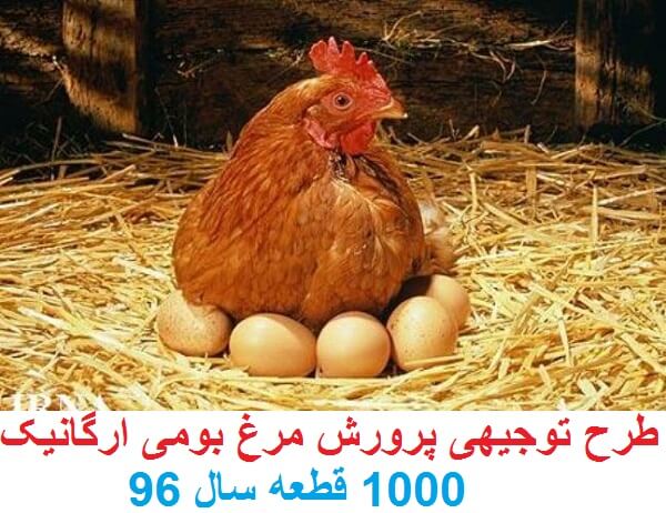طرح توجیهی پرورش مرغ بومی جامع ترین و کامل ترین 1405 1 طرح توجیهی پرورش مرغ بومی جامع ترین و کامل ترین