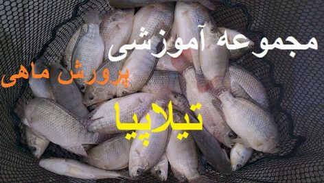 آموزش و پرورش ماهی تیلا پیلا به همراه طرح توجیهی و تصاویر جامع ترین نسخه