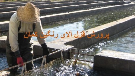 پرورش ماهی قزل آلا رنگین کمان جامع ترین و کامل ترین نسخه