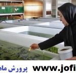 آموزش و پرورش انواع ماهی در منزل جامع ترین و کامل ترین نسخه