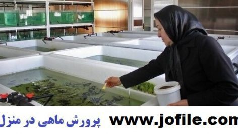 آموزش و پرورش انواع ماهی در منزل جامع ترین و کامل ترین نسخه