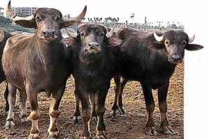 طرح توجیهی پرورش گاومیش کامل ترین نسخه 1404