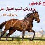 طرح توجیهی پرورش اسب عربی کامل ترین و جامع ترین نسخه