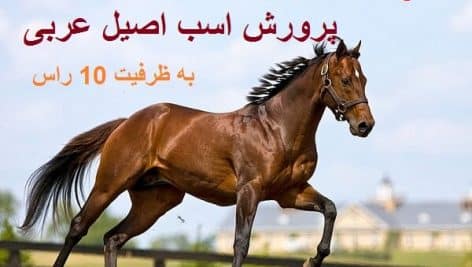 طرح توجیهی پرورش اسب عربی کامل ترین و جامع ترین نسخه