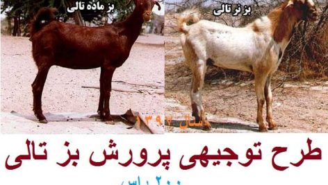 طرح توجیهی پرورش بز تالی جامع ترین نسخه
