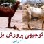 طرح توجیهی پرورش بز تالی جامع ترین نسخه