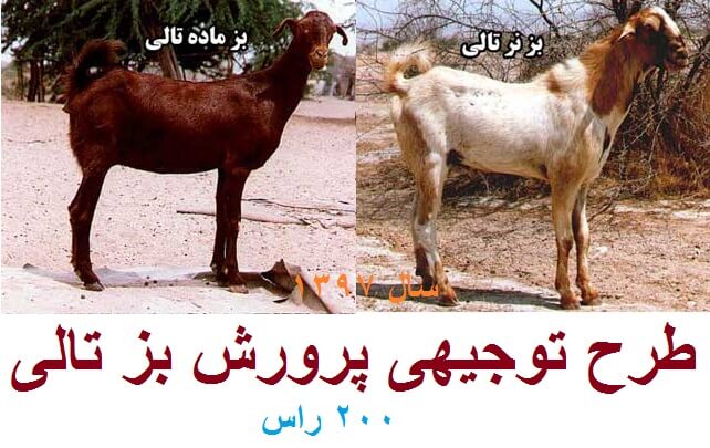 طرح توجیهی پرورش بز تالی جامع ترین نسخه 1405 1 پرورش بز تالی