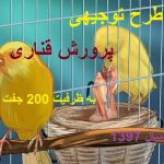 طرح توجیهی پرورش پرندگان زینتی قناری با ظرفیت 200 جفت در سال _کاملترین نسخه