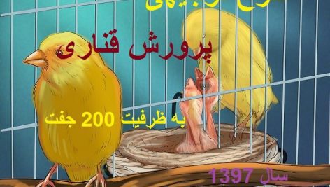 طرح توجیهی پرورش پرندگان زینتی قناری با ظرفیت 200 جفت در سال _کاملترین نسخه