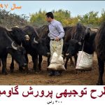 طرح توجیهی پرورش گاومیش کامل ترین نسخه