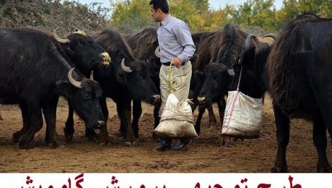 طرح توجیهی پرورش گاومیش کامل ترین نسخه