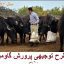 طرح توجیهی پرورش گاومیش کامل ترین نسخه