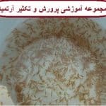 مجموعه کامل آموزشی پرورش آرتمیا جامع ترین نسخه