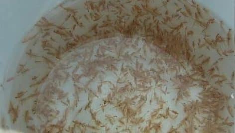 مجموعه کامل آموزشی پرورش آرتمیا جامع ترین نسخه