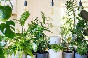 نمونه سوالات پرورش دهنده گیاهان آپارتمانی (اصل سوال+جزوه) فنی و حرفه ای جامع ترین 1405 3 سوالات پرورش دهنده گیاهان آپارتمانی