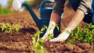 نمونه سوالات باغبانی فنی و حرفه ای 