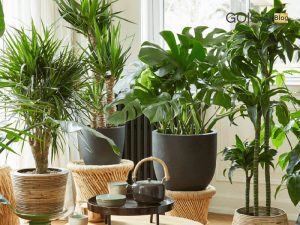 نمونه سوالات پرورش دهنده گیاهان آپارتمانی (اصل سوال+جزوه) فنی و حرفه ای جامع ترین 1405 2 سوالات پرورش دهنده گیاهان آپارتمانی