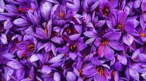 نمونه سوالات زعفران کار فنی و حرفه ای 