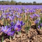images 3 5