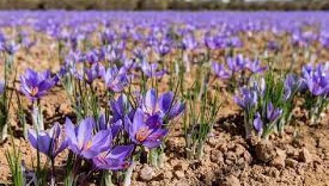 نمونه سوالات زعفران کار فنی و حرفه ای جامع ترین نسخه 1405