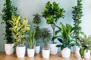 نمونه سوالات پرورش دهنده گیاهان آپارتمانی (اصل سوال+جزوه) فنی و حرفه ای جامع ترین 1405 4 سوالات پرورش دهنده گیاهان آپارتمانی