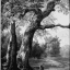 painting about nature