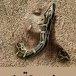 دانلود فایل جزوه عقود (دعاهای ناموس کفتار، دعای مهره مار ، دعای خر مهره و…) جامع ترین نسخه