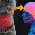 محور روده و مغز | مداخلات غذایی، پروبیوتیک و پری‌بیوتیک بر میکروبیوتا ( The Gut-Brain Axis ( Dietary, Probiotic, and Prebiotic Interventions on the Microbiota