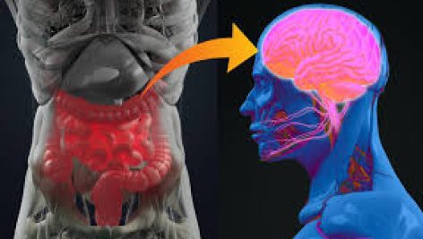 محور روده و مغز | مداخلات غذایی، پروبیوتیک و پری‌بیوتیک بر میکروبیوتا ( The Gut-Brain Axis ( Dietary, Probiotic, and Prebiotic Interventions on the Microbiota