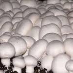 کتاب آموزش پرورش قارچ دکمه ای فنی و حرفه ای
