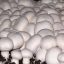 کتاب آموزش پرورش قارچ دکمه ای فنی و حرفه ای