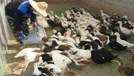 فایل آموزشی پرورش اردک و غاز