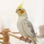 فایل آموزشی راهنمای پرورش عروس هلندی (شناخت ، لوازم ، تغذیه ، آموزش و نگهداری ، بهداشت ، تولیدمثل)
