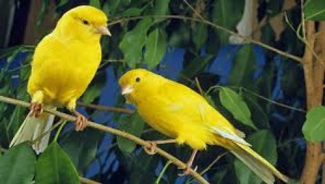 کتاب آموزشی پرورش قناری